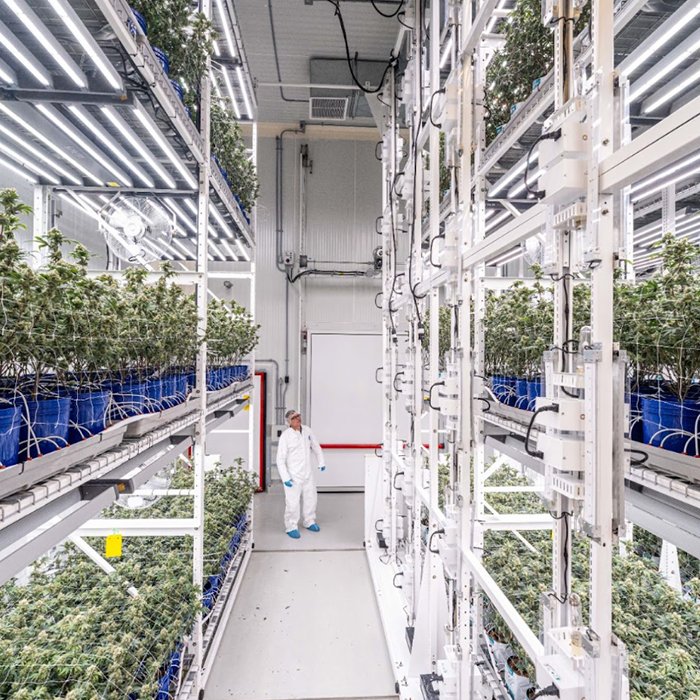 Indoor vertical farming facility with cannabis plants and LED lighting.
