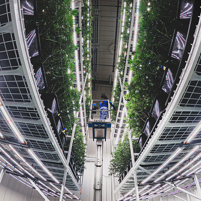 Vista en contrapicado de filas de plantas bajo iluminaci&#243;n interior.