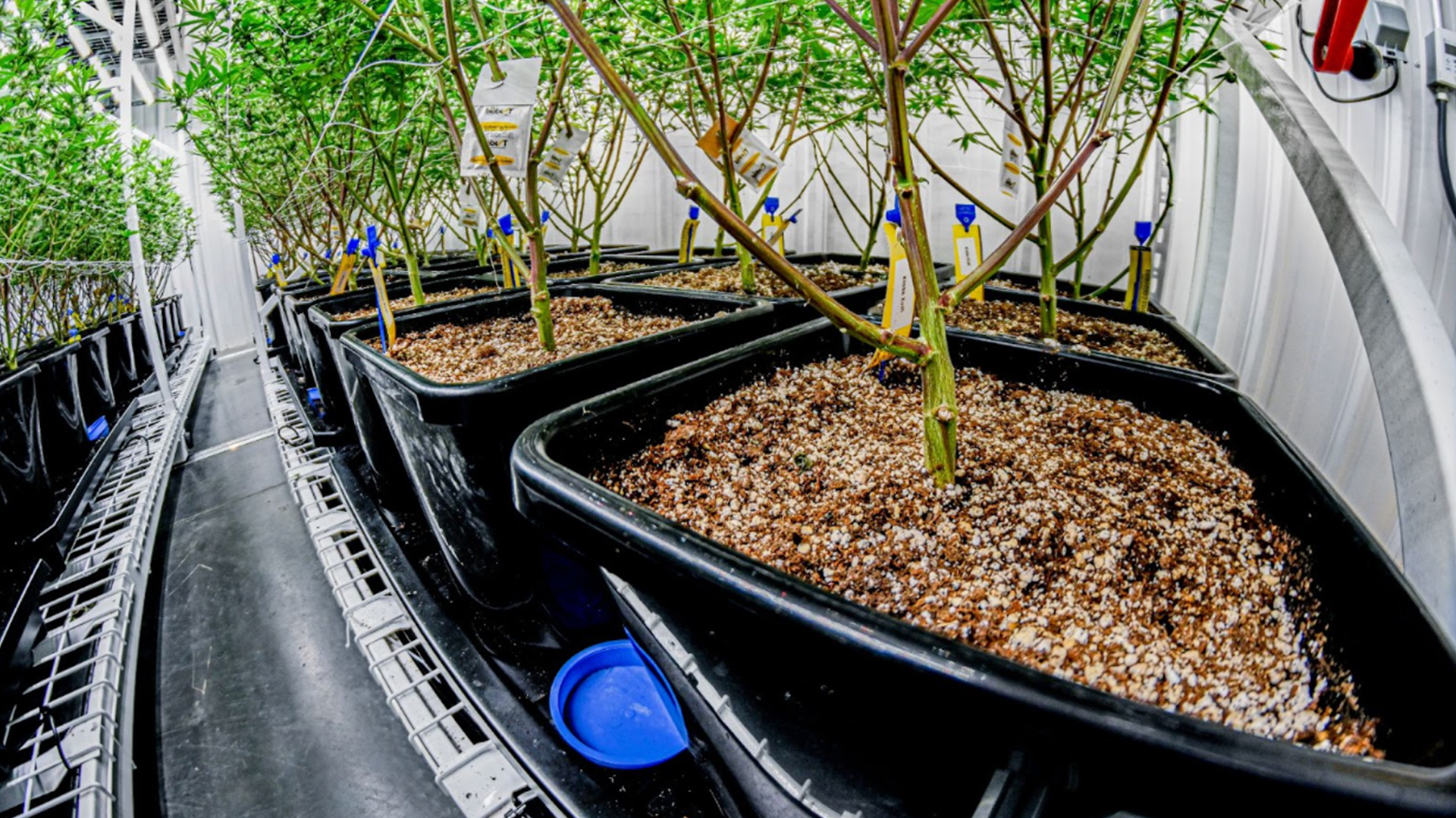 Cannabis seedlings in pots in an indoor cultivation facility.