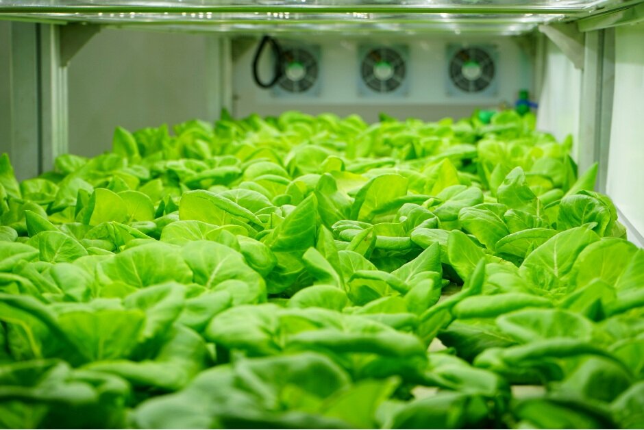 Principales diferencias entre el cultivo de vegetales y cannabis en interiores.