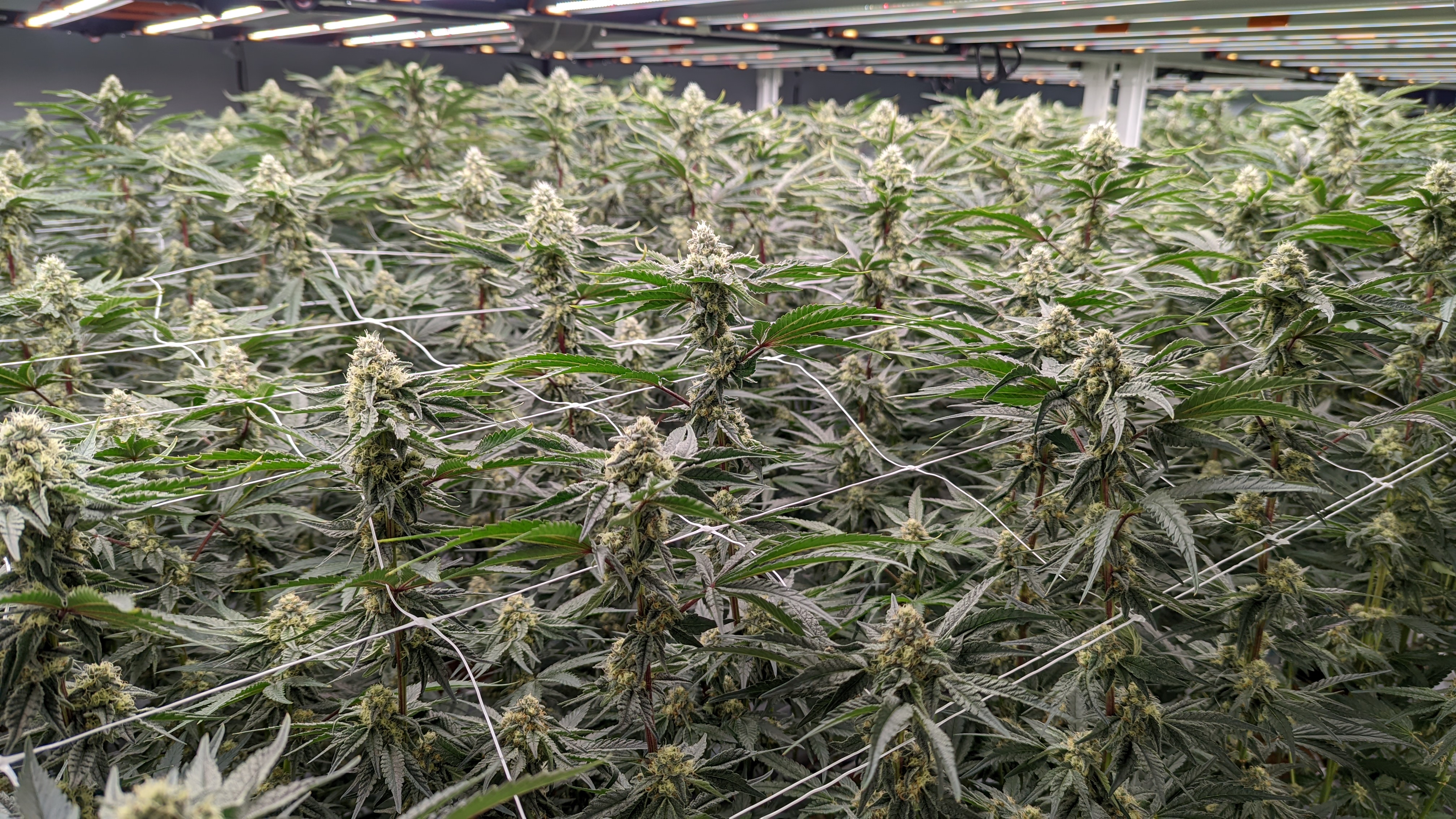 Indoor cannabis cultivation with netting for plant support.