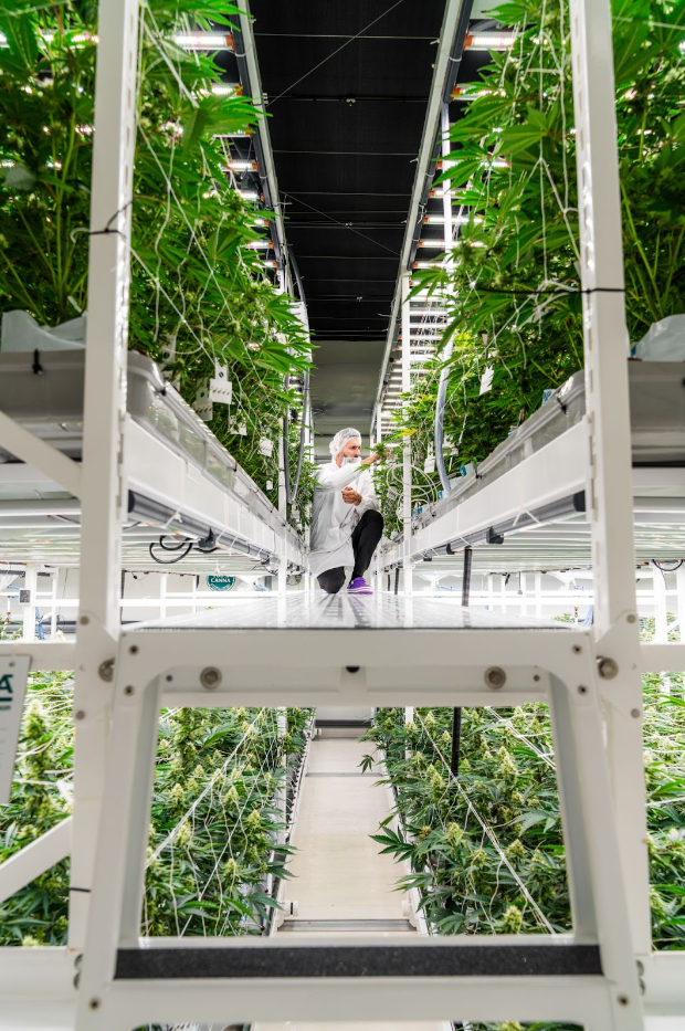 T&#233;cnico inspeccionando plantas en un sistema de cultivo vertical.