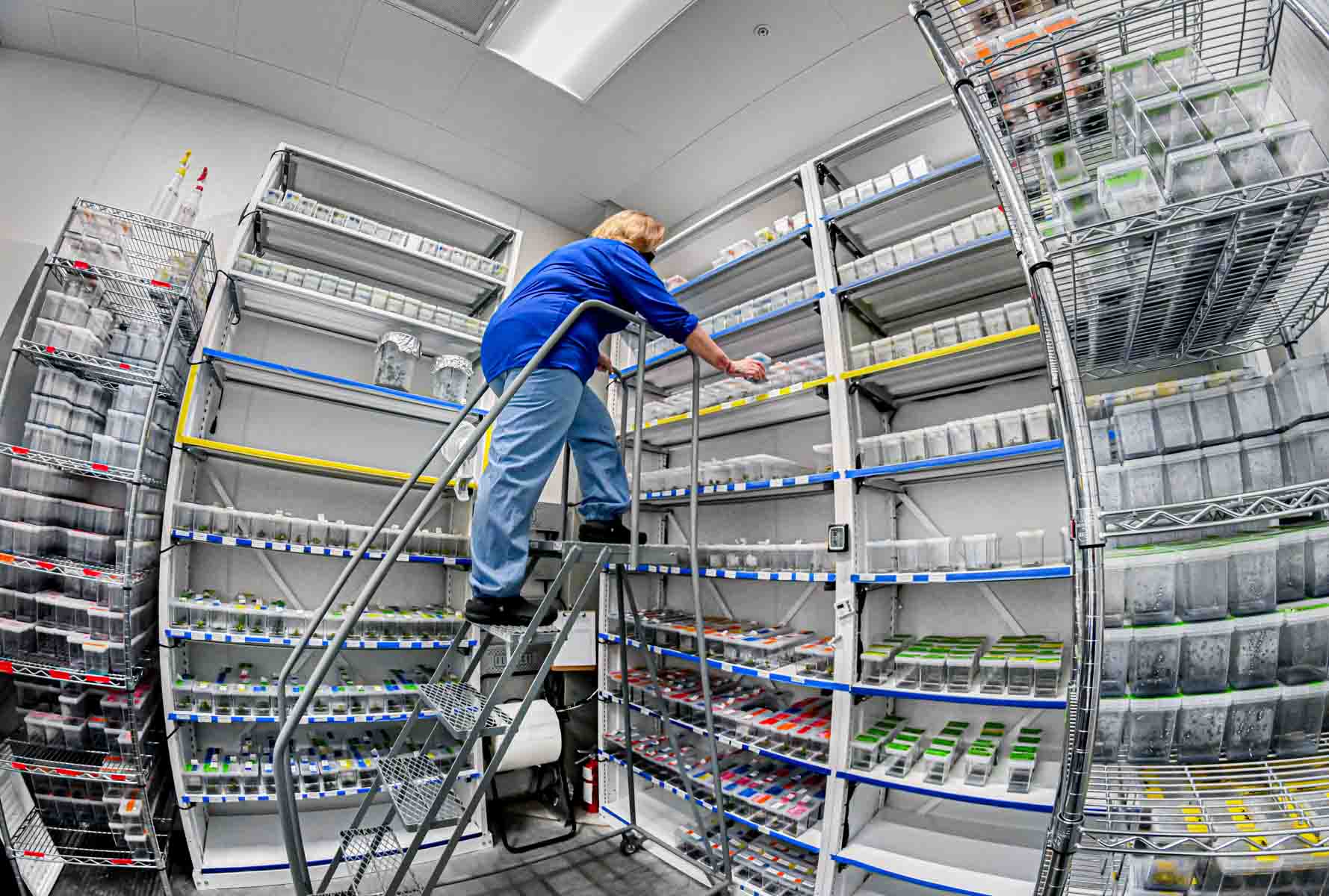 Employee using a ladder to access top shelves in a parts warehouse. 