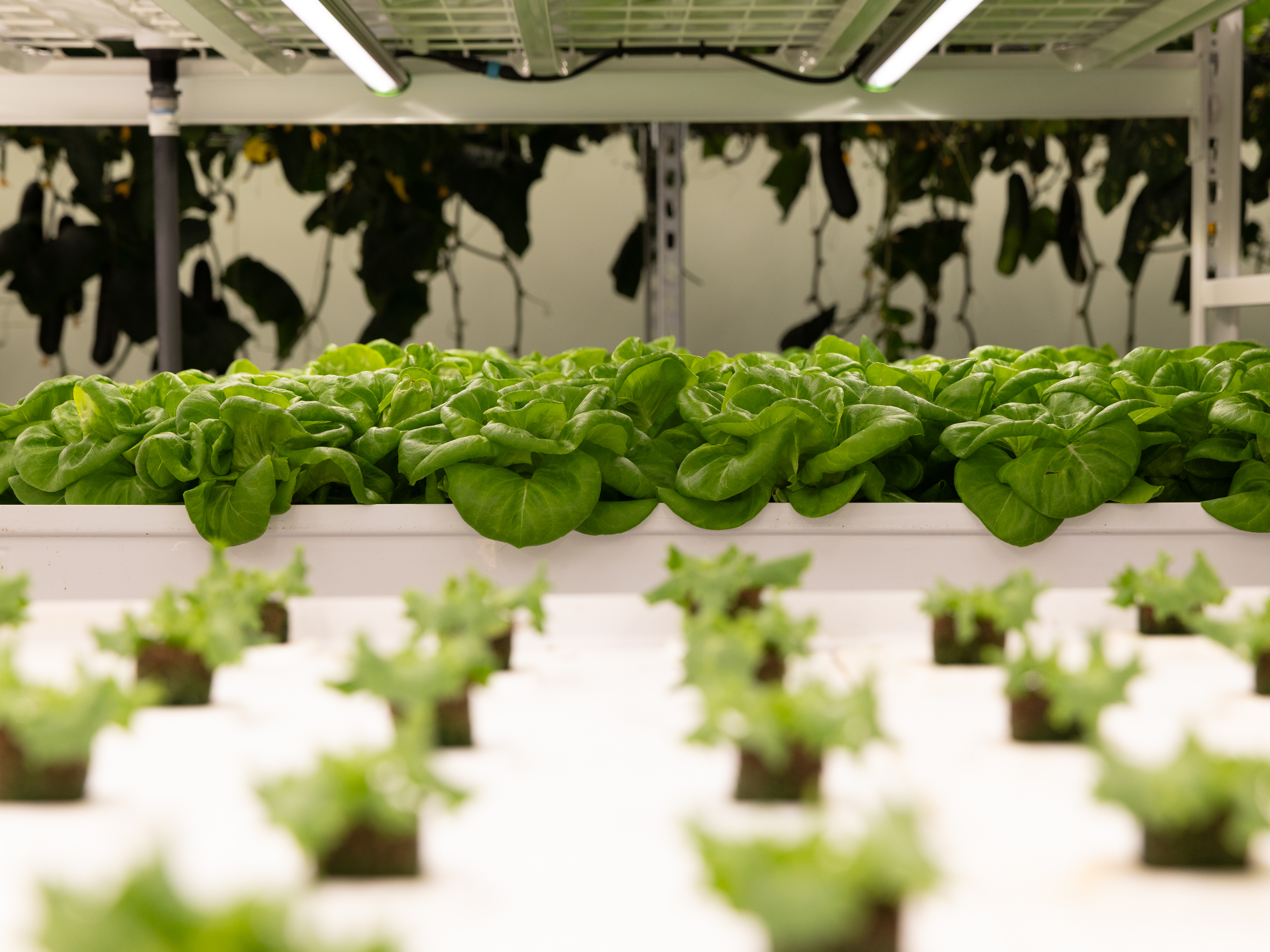 Laitues en croissance dans un syst&#232;me hydroponique &#224; l&#39;int&#233;rieur d&#39;une ferme verticale.