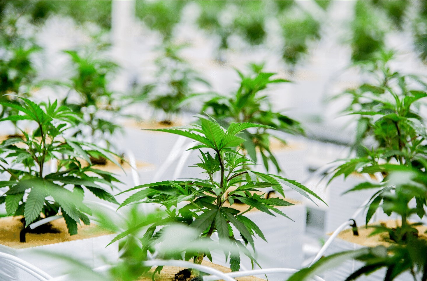 Marihuana medicinal en 2020: COVID-19 y m&#225;s.