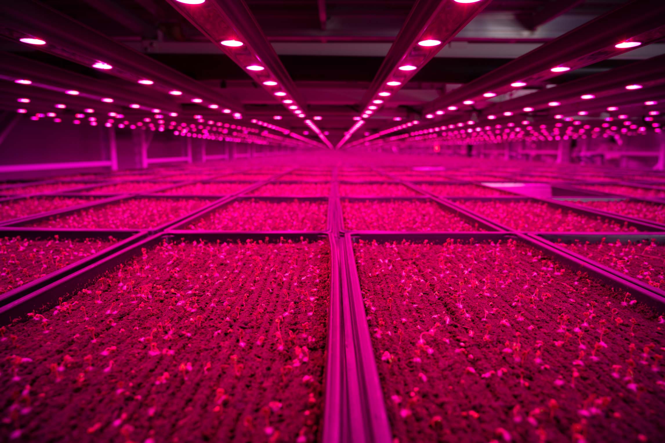 Plant cultivation under red LED lighting in an indoor farming system.