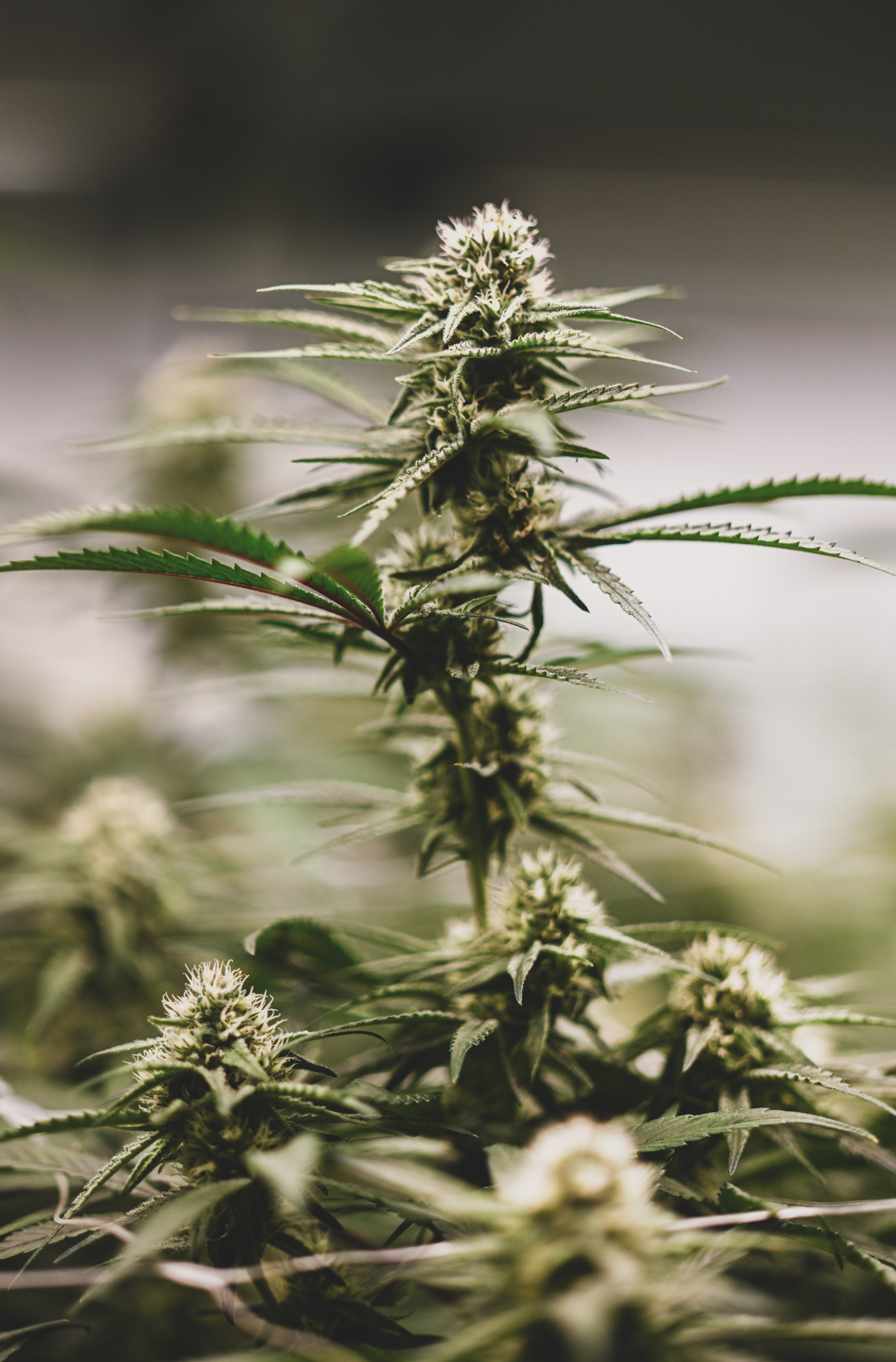 Close-up of an indoor-grown cannabis plant, showing buds and leaves.