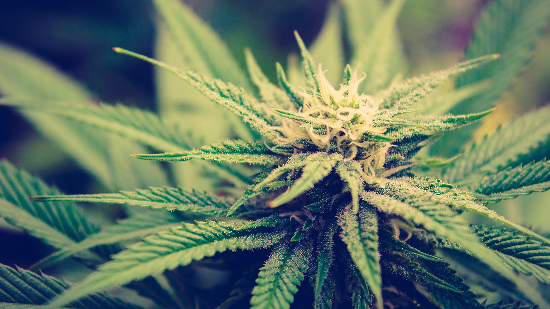 Primer plano de un cogollo de cannabis con tricomas visibles.