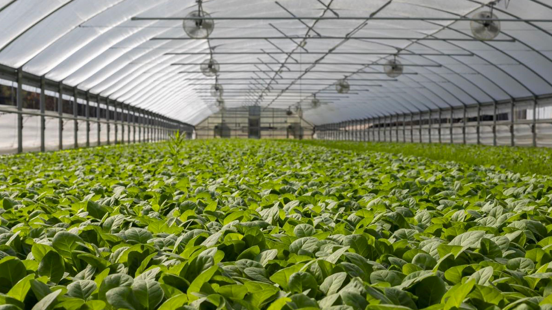 Greenhouse filled with young green plants under a glass structure.