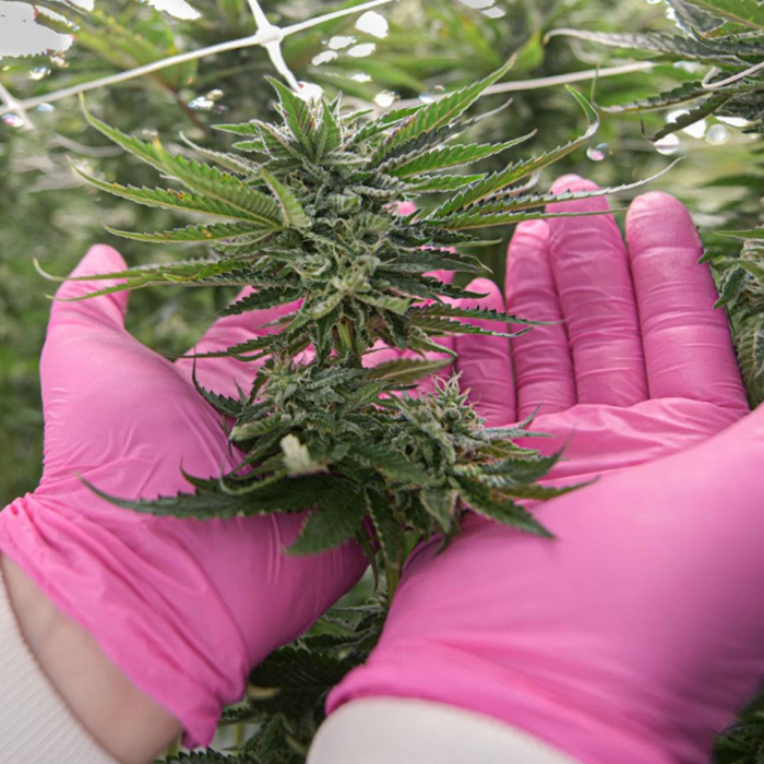 Flor de cannabis en las manos enguantadas de rosa de un cultivador.