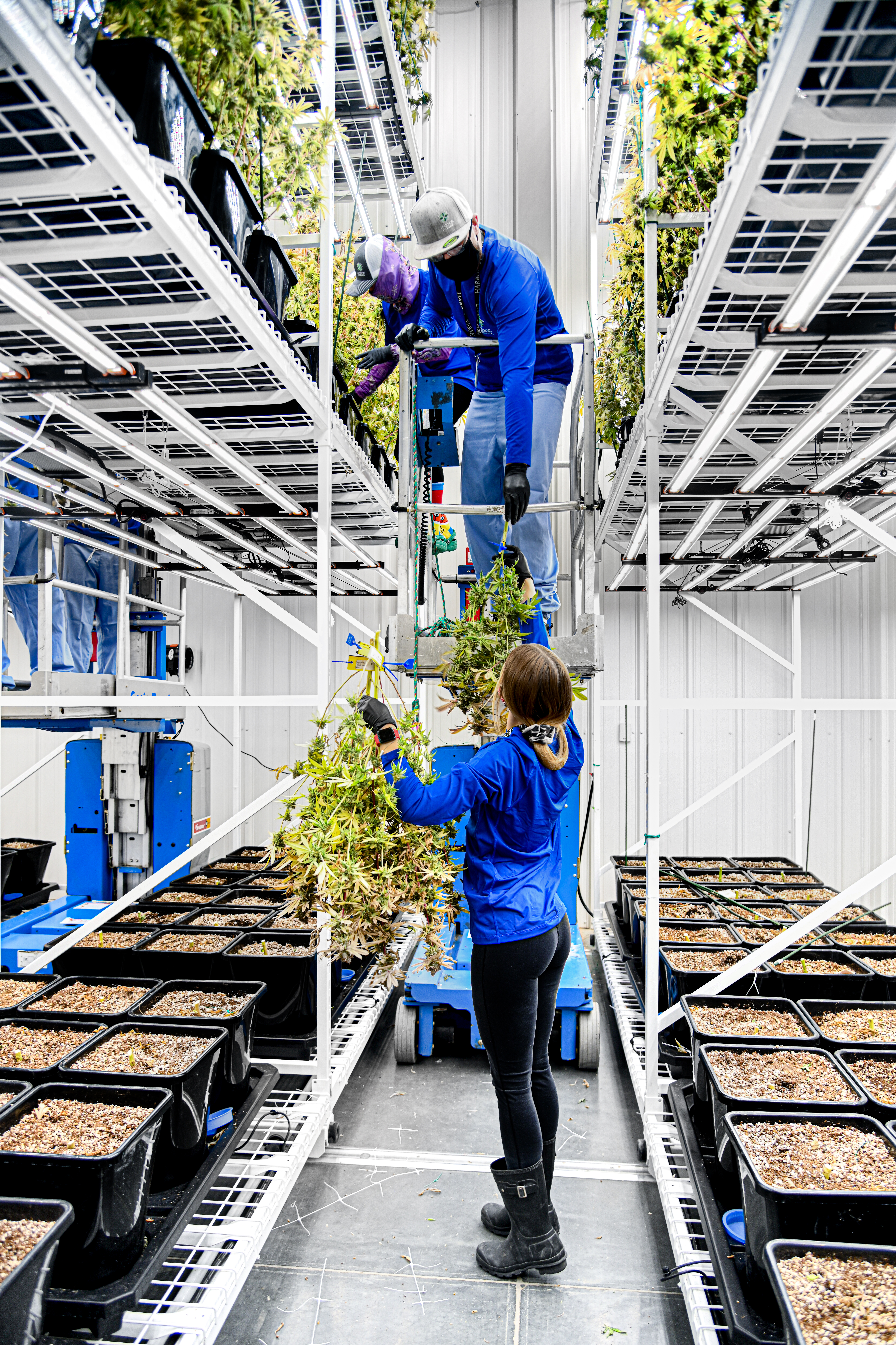 Empleados cosechando plantas en una sala de cultivo con estanter&#237;as.