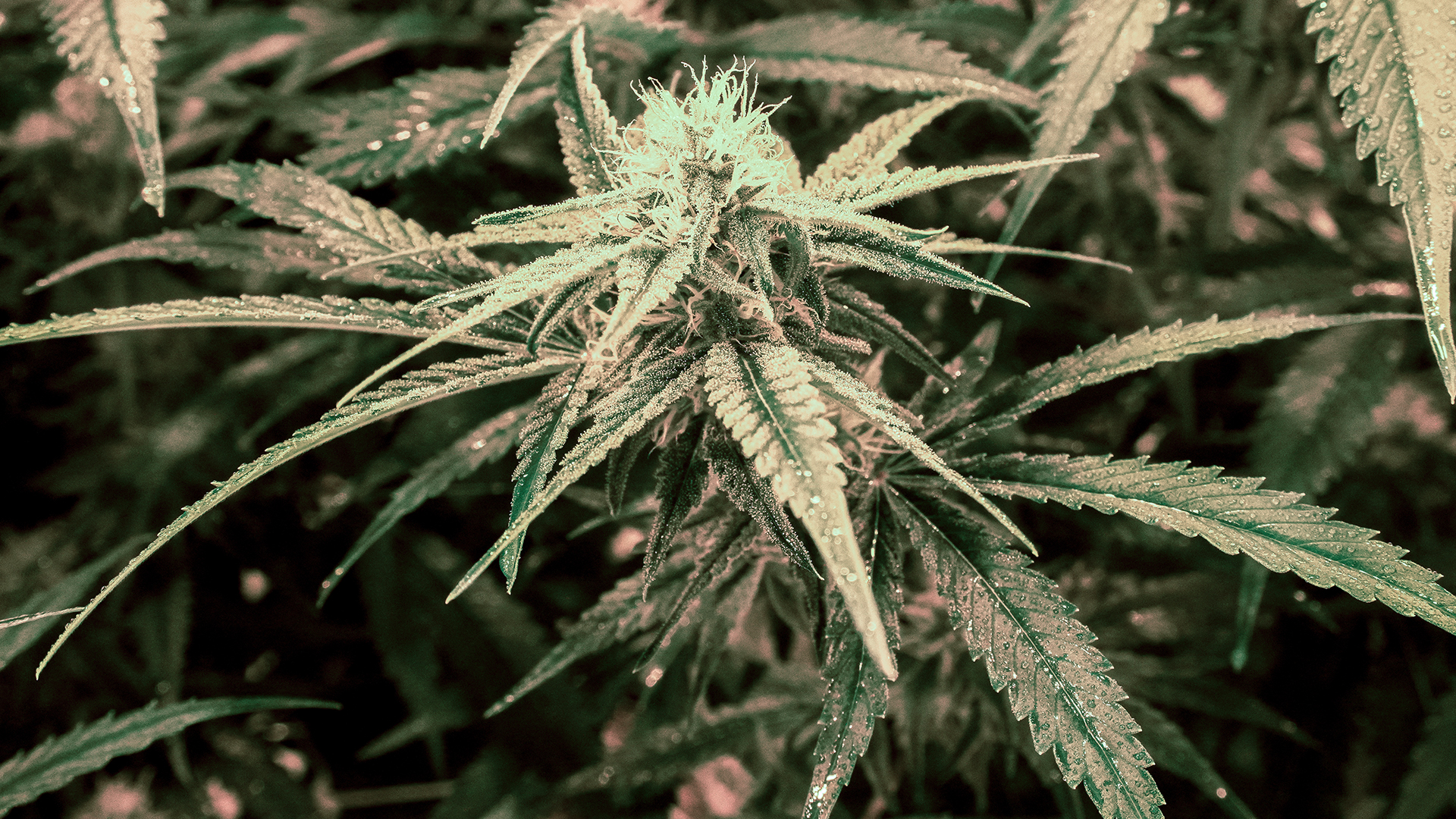 Close-up of a cannabis bud covered with water droplets.