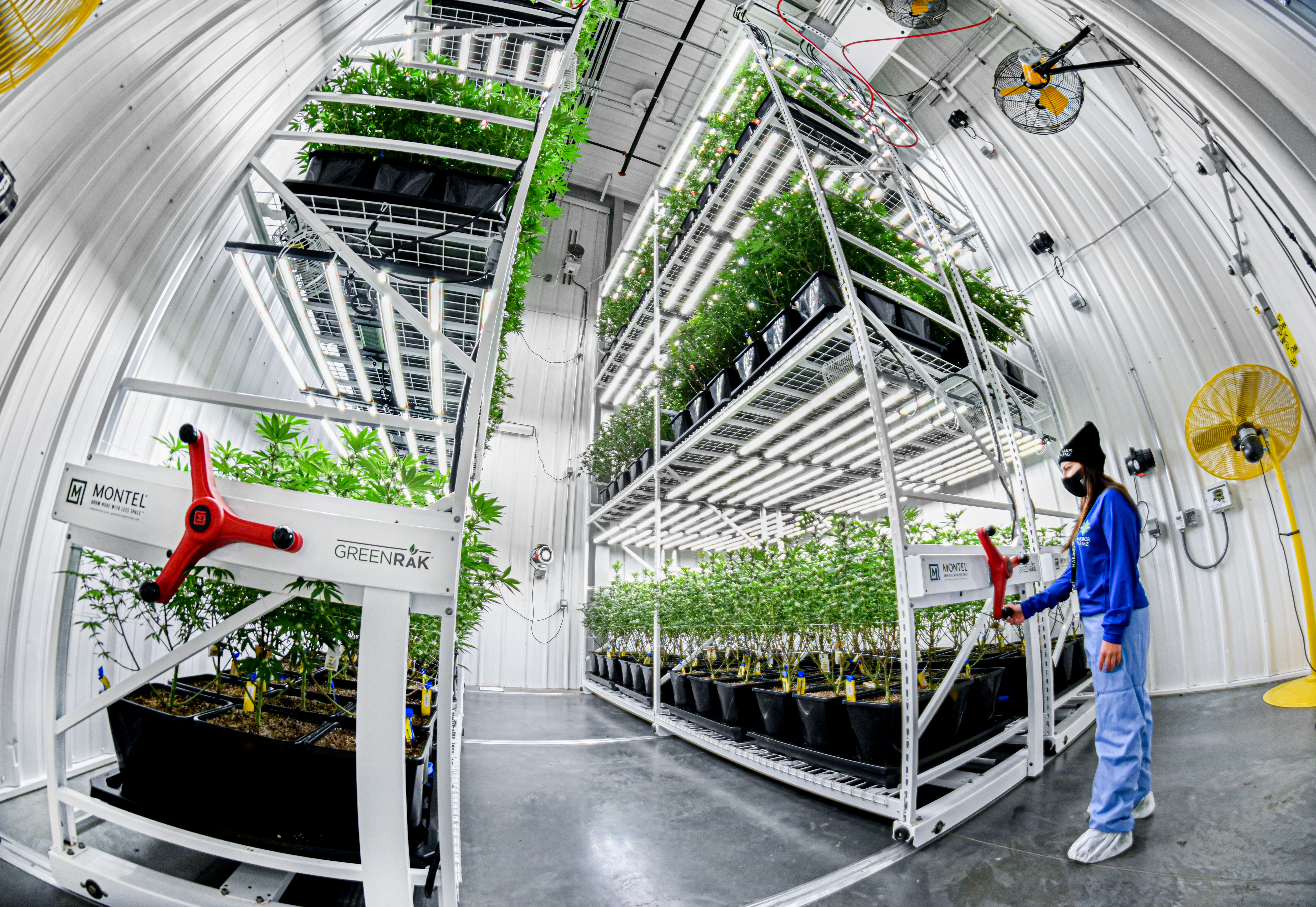 Employee adjusting a mobile shelving system for plant cultivation in an indoor environment.