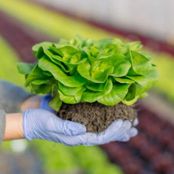 Planta de lechuga joven con ra&#237;ces, sostenida por una mano enguantada.