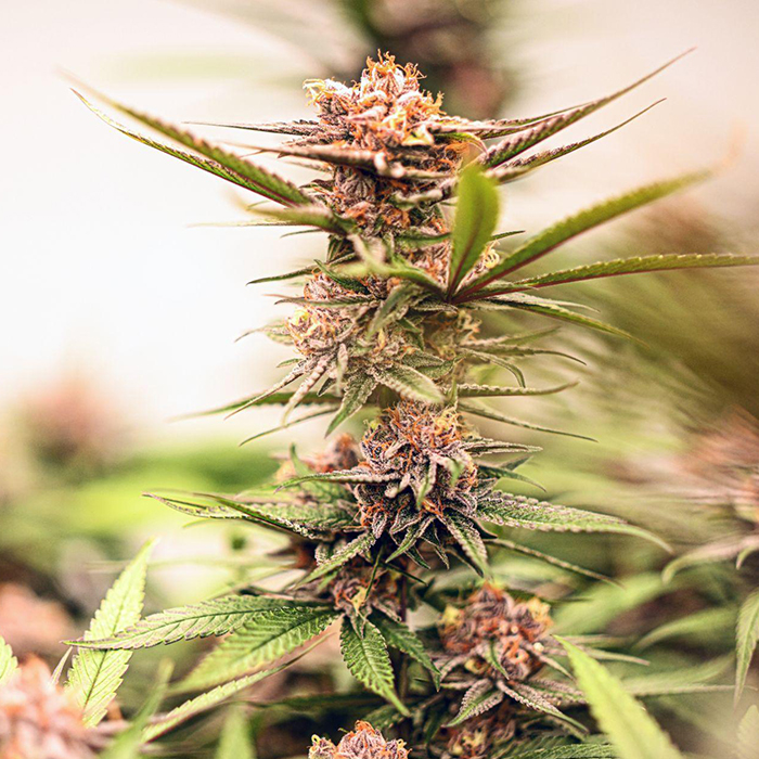 Cannabis plant in full bloom.