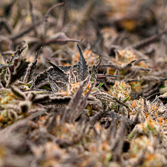 Primer plano de flores de cannabis maduras.