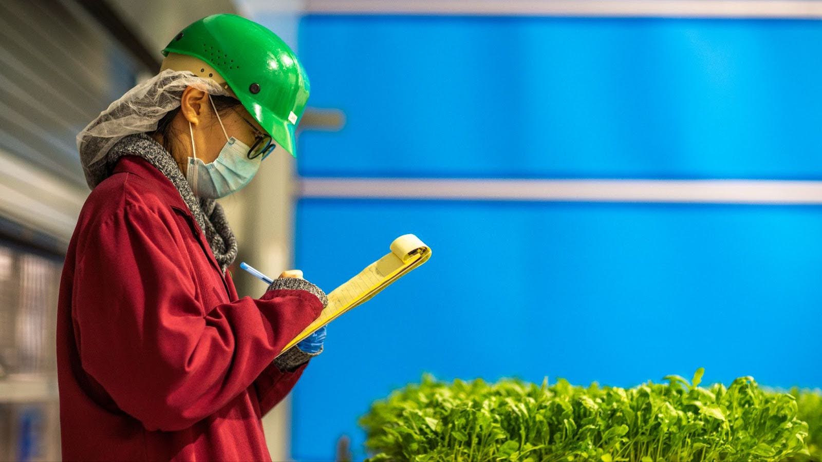 Los alimentos seguros no deber&#237;an ser un lujo: la agricultura vertical lo est&#225; cambiando