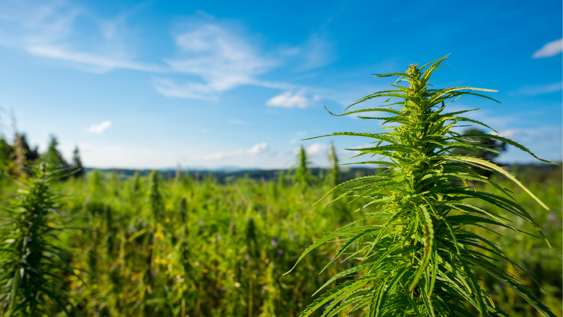 Cannabis plant in an outdoor field under a blue sky.