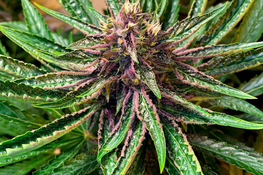 Primer plano de una planta de cannabis con tricomas coloridos.