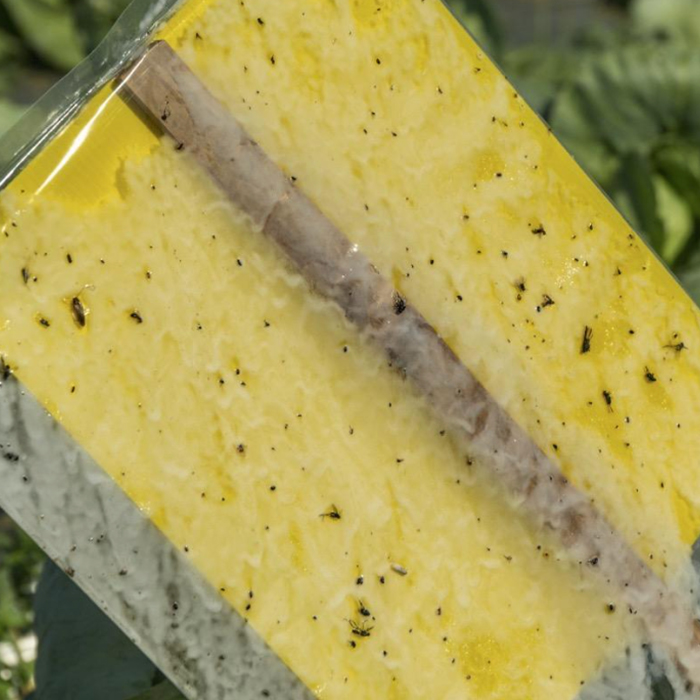 Yellow sticky trap for insect control in a greenhouse.