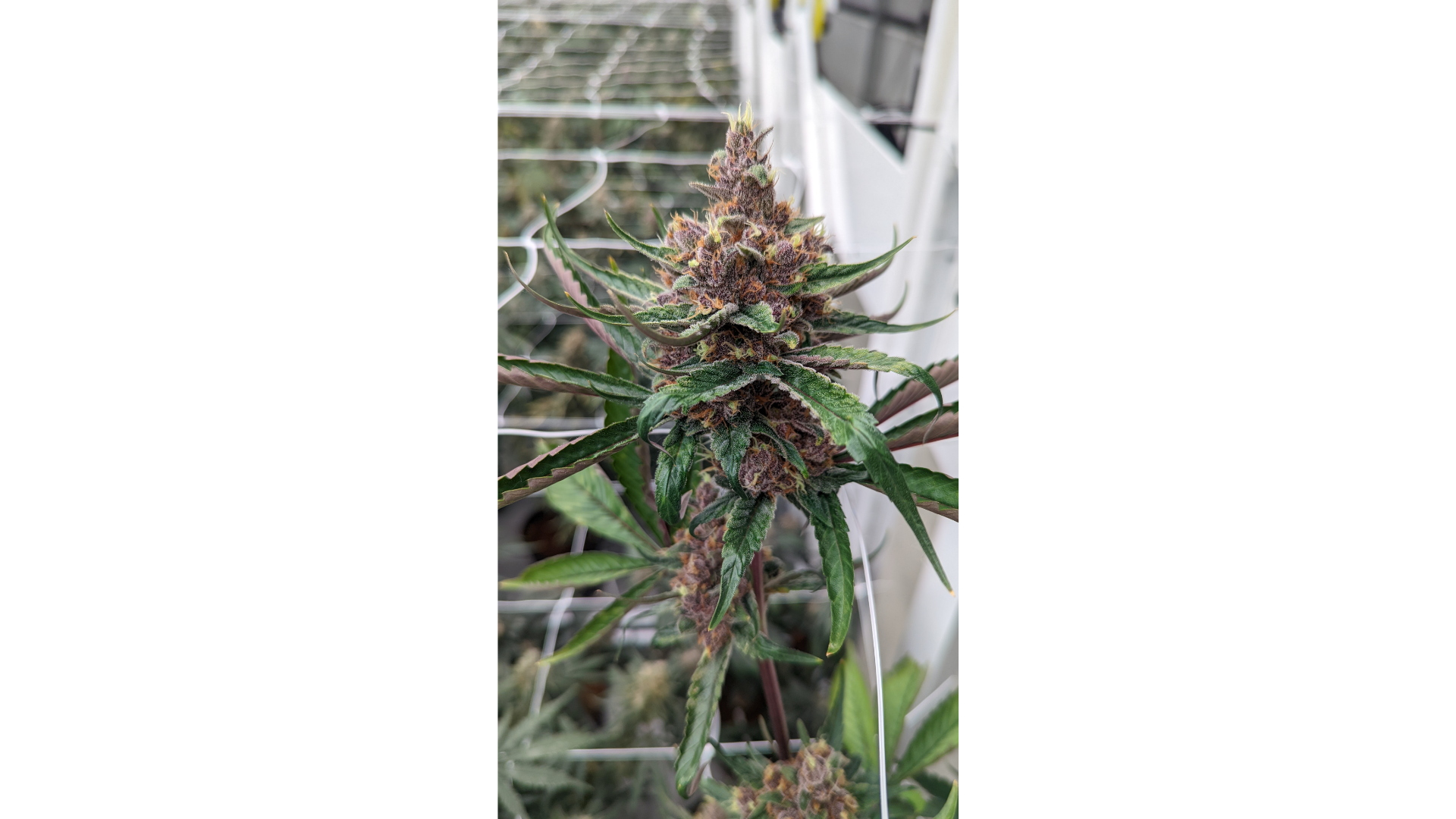 Close-up of a cannabis bud with a support net.