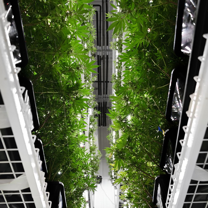 Low-angle view of plant cultivation between shelves.