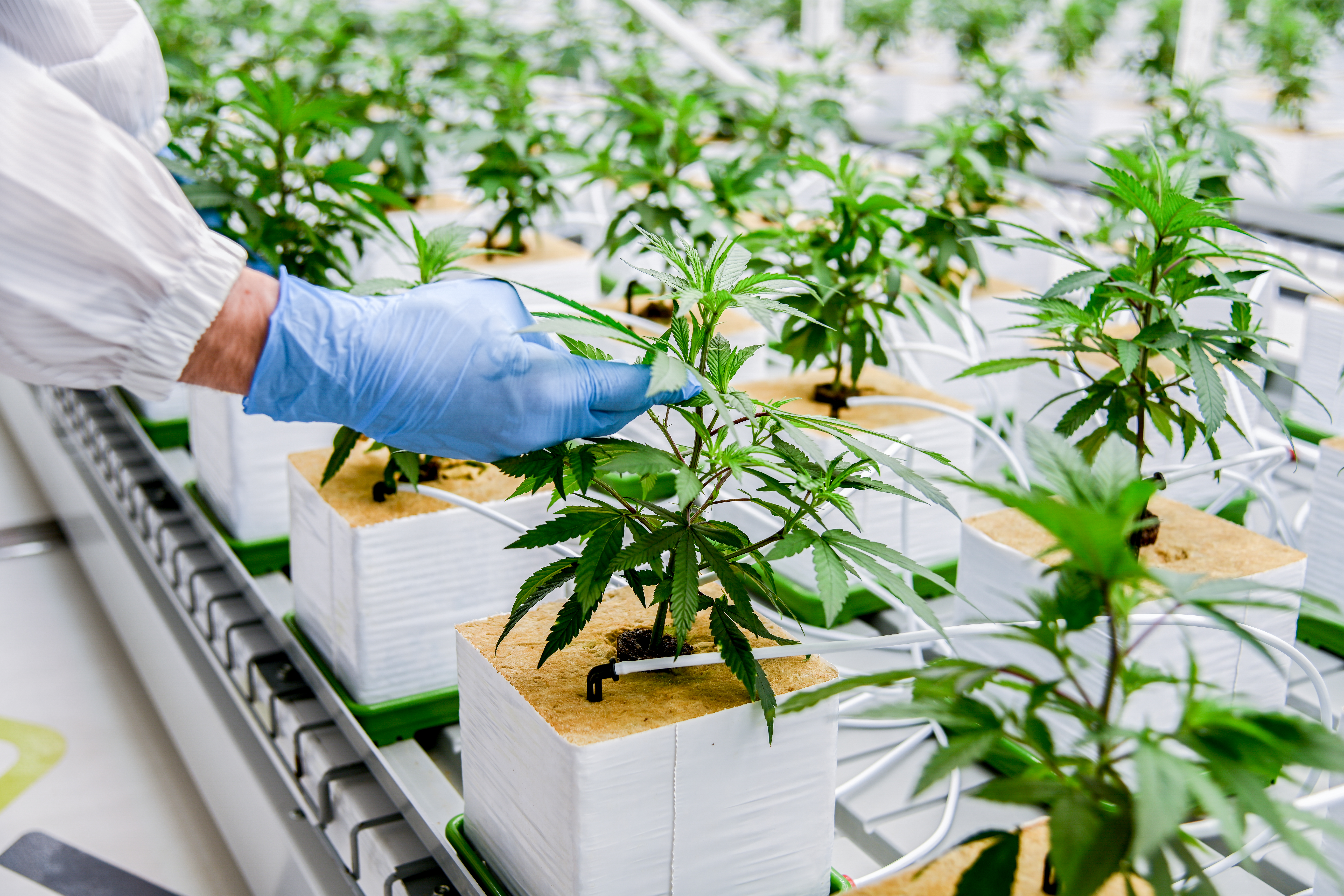 Mano enguantada inspeccionando una planta en una sala de cultivo.