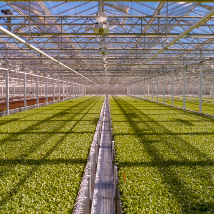 Greenhouse with rows of crops under a glass structure.