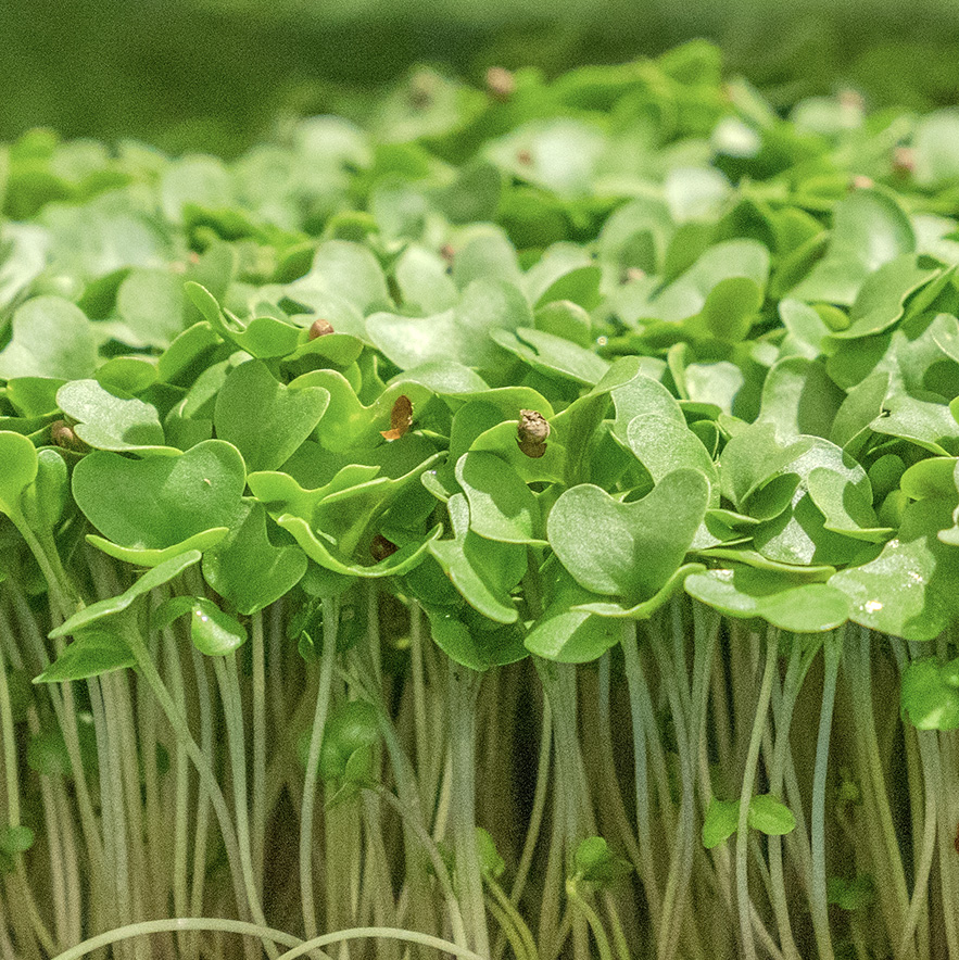 Microgreens/ Baby Greens