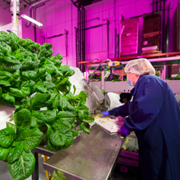 Empleado trabajando con plantas de vegetales bajo iluminaci&#243;n LED en interiores.