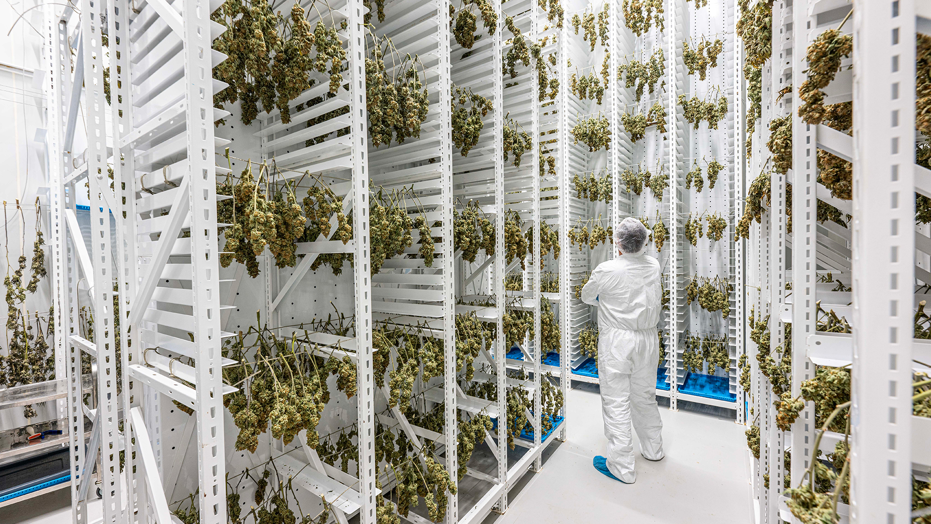 Sala de secado de cannabis con un sistema de estanter&#237;as verticales, trabajador con traje de protecci&#243;n.
