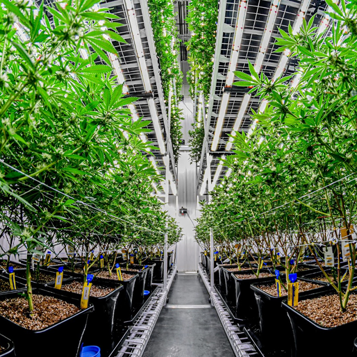 Indoor cannabis cultivation with a vertical shelving system and LED lighting.