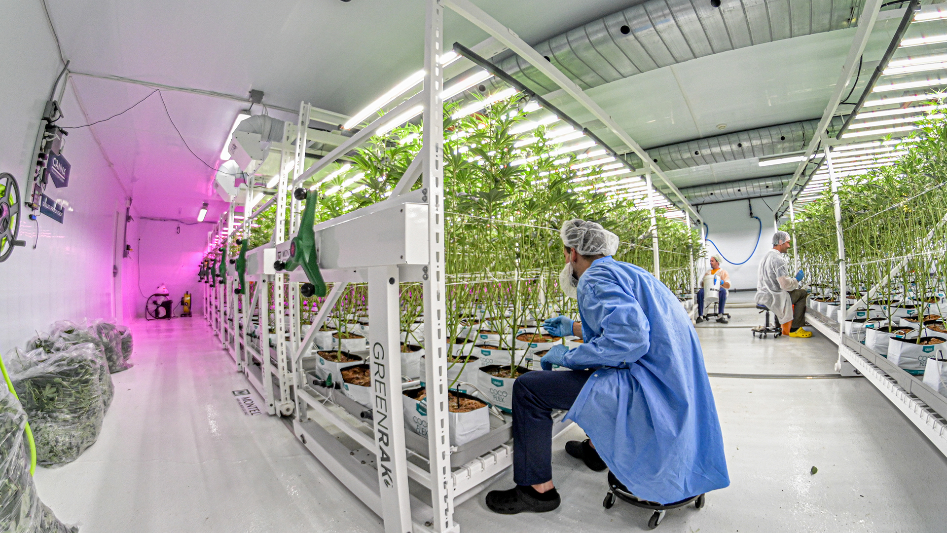 Technicians working in a cannabis cultivation facility with rows of plants under LED lighting.