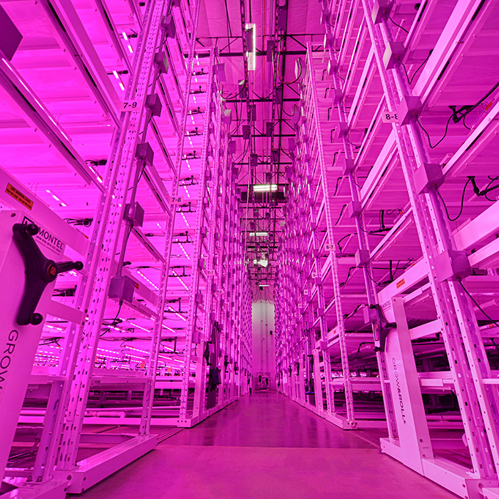Mobile shelving lit in pink for indoor plant cultivation.