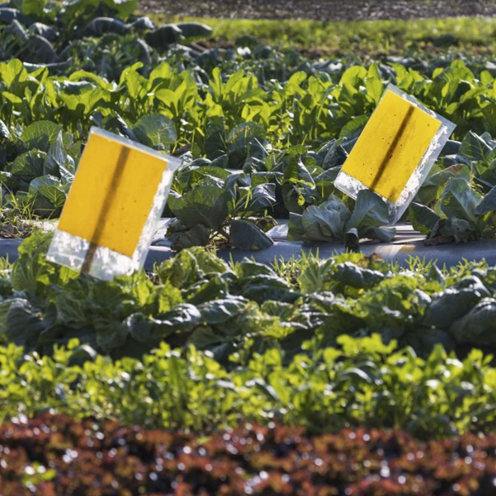 Yellow sticky traps in a vegetable field for pest management.