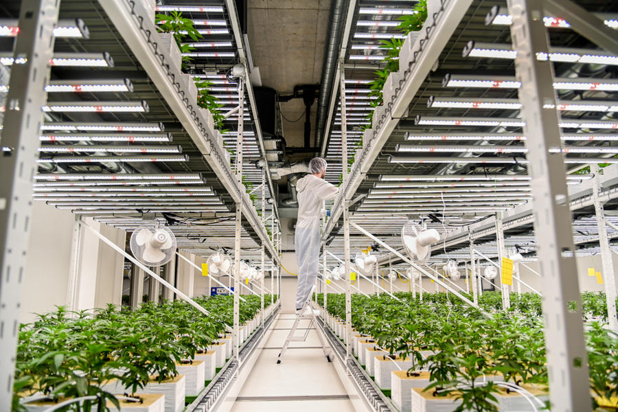 Empleado realizando mantenimiento en una instalaci&#243;n de cultivo interior.